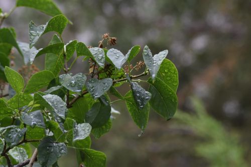 Leaves in the Rain