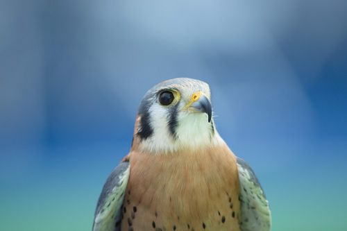 Air Force Academy Kestrel Falcon